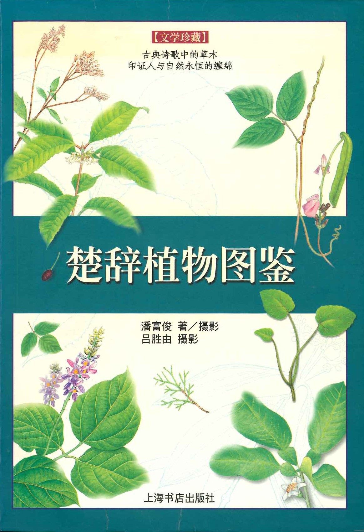 楚辞植物图鉴